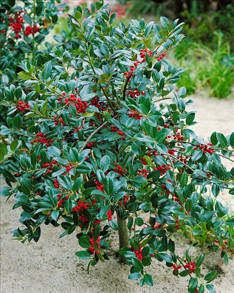 Ilex aquifolium J.C. van Tol