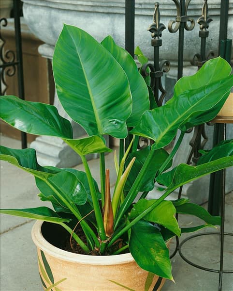Philodendron scandens Imperial Green