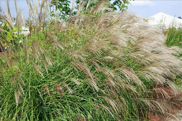 Miscanthus sinensis Little Zebra