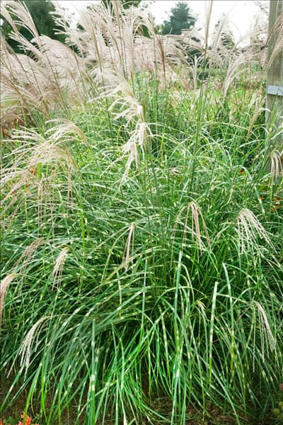 Miscanthus sinensis Little Zebra