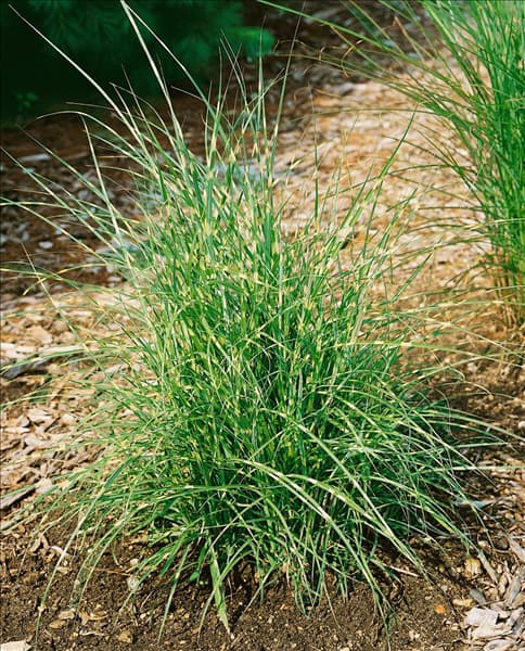Miscanthus sinensis Little Zebra