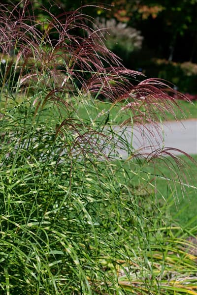 Miscanthus sinensis Little Zebra