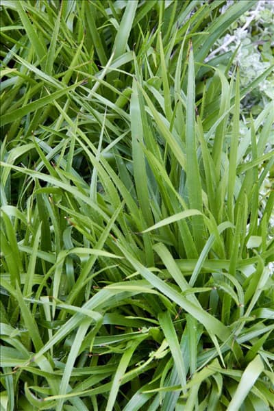 Luzula sylvatica