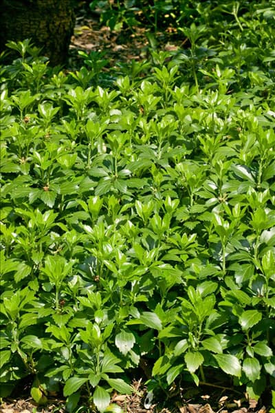 Pachysandra terminalis