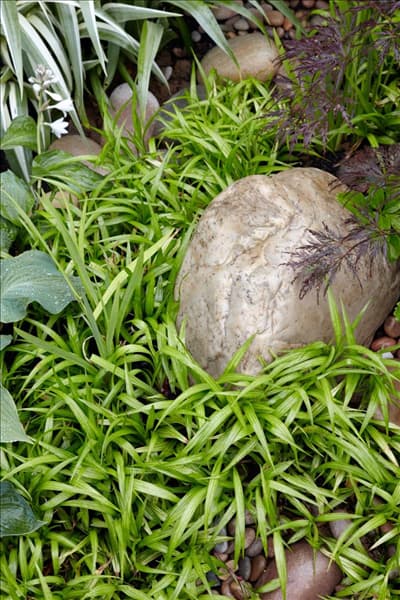 Luzula sylvatica Tatra Gold