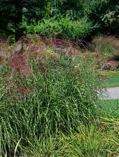 Miscanthus sinensis Little Zebra