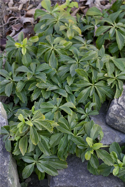Pachysandra terminalis