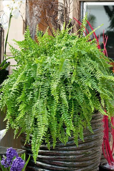 Nephrolepis exaltata