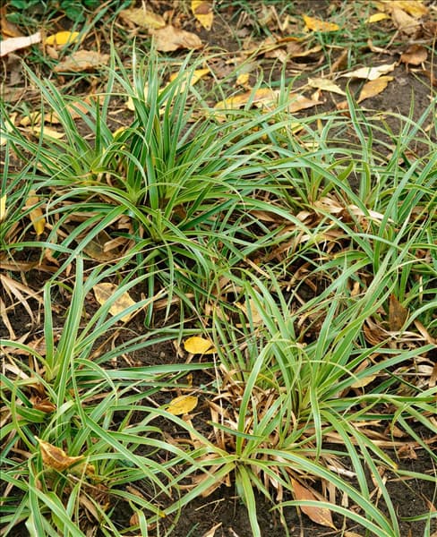LUZULA SYLVATICA MARGINATA