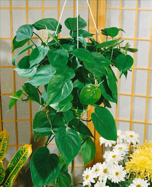 PHILODENDRON SCANDENS