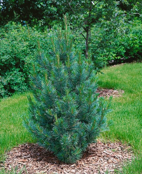 Pinus cembra 'Compacta Glauca'
