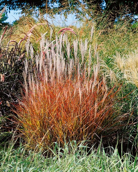 Miscanthus sinensis Purpurascens