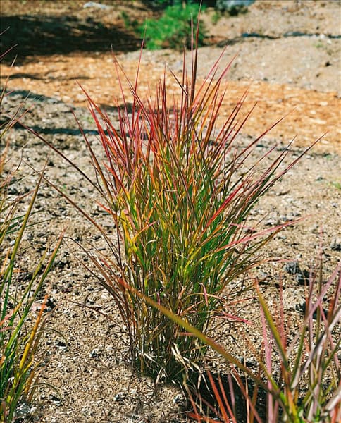 Miscanthus sinensis Purpurascens