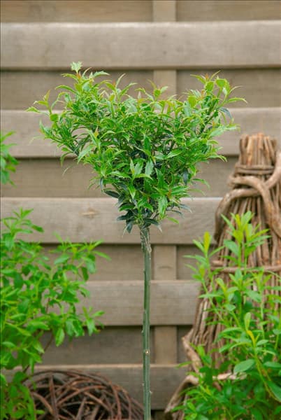 Ilex aquifolium Myrtifolia