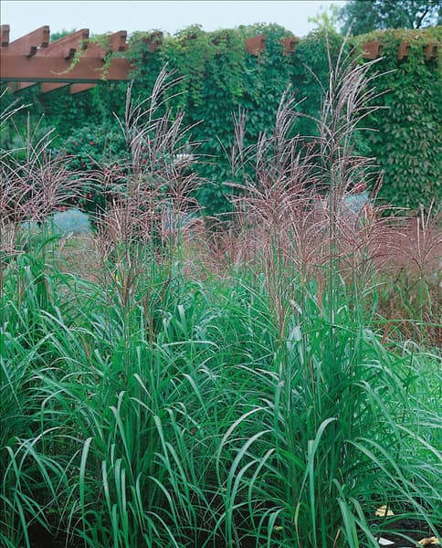 Miscanthus Purpurascens