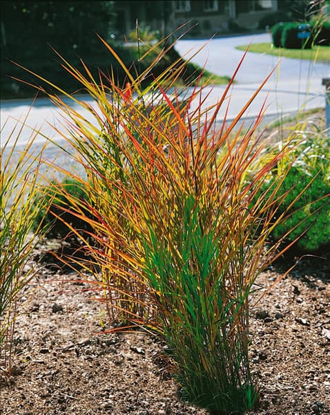 Miscanthus sinensis Purpurascens
