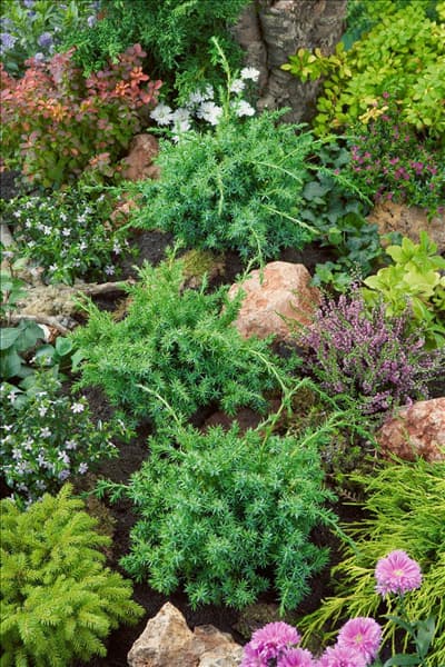 Juniperus chinensis Blue Alps