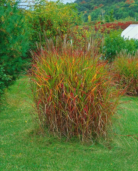 Miscanthus sinensis Purpurascens
