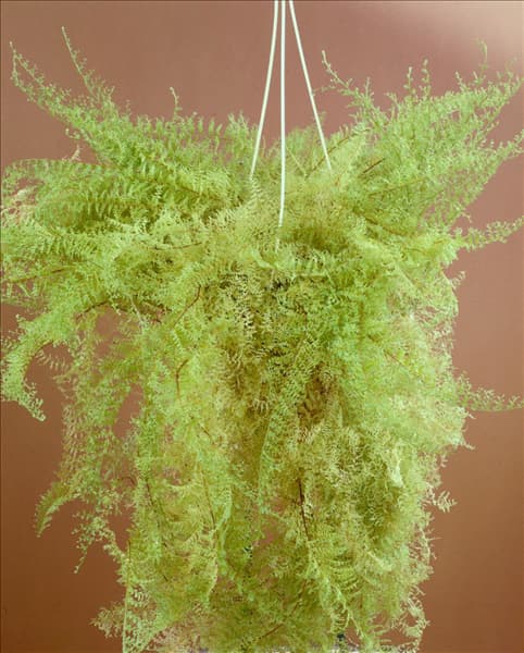 Nephrolepis exaltata 'Stingray'