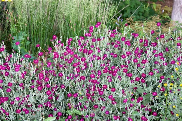 Silene coronaria