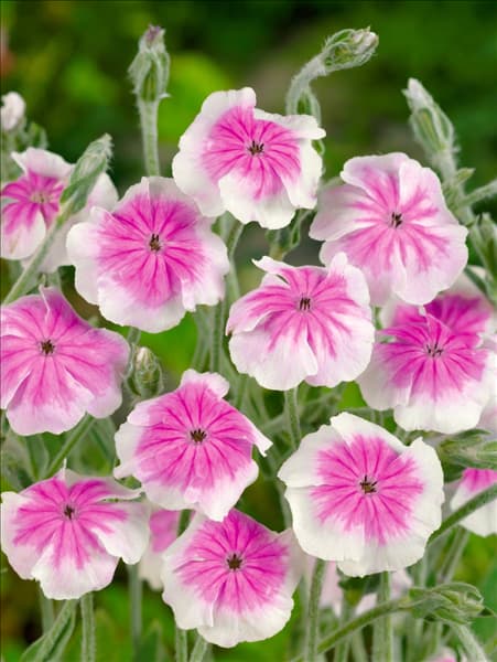 Silene coronaria