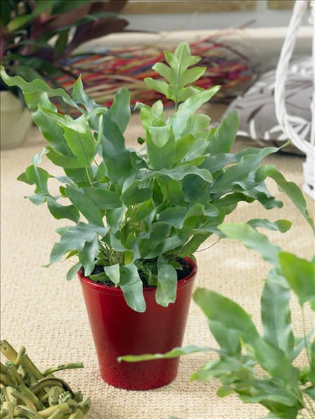 Phlebodium aureum Blue Star