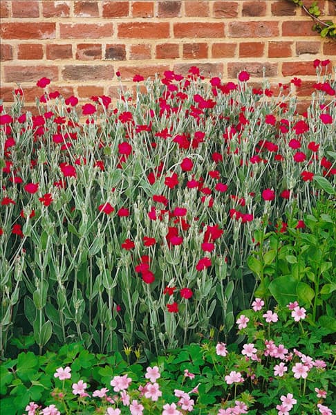 Silene coronaria