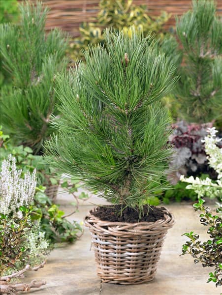 Pinus heldreichii var. leucodermis Den Ouden im Topf