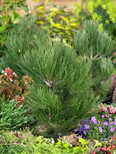 Pinus heldreichii var. leucodermis Den Ouden