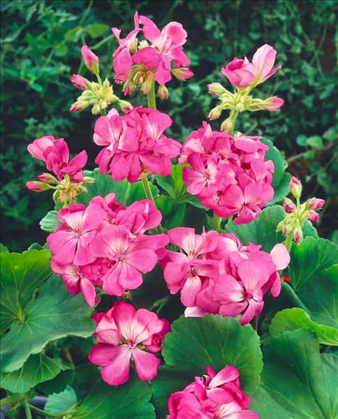 PELARGONIUM APPLE BLOSSOM