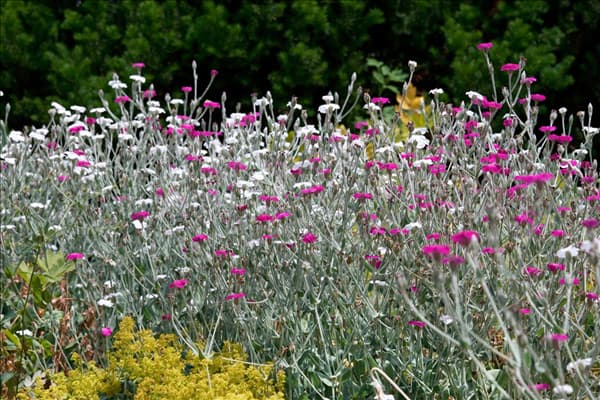 Silene coronaria