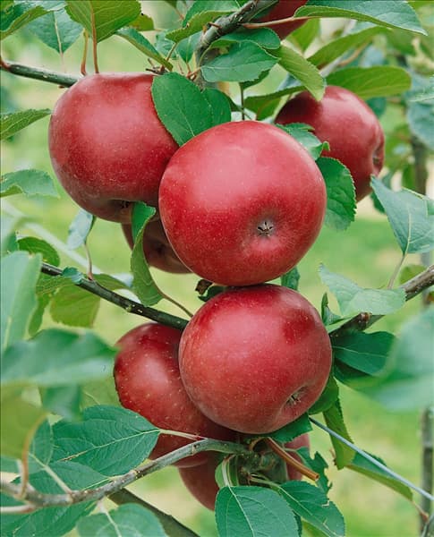 Apfel / Malus domestica Spartan