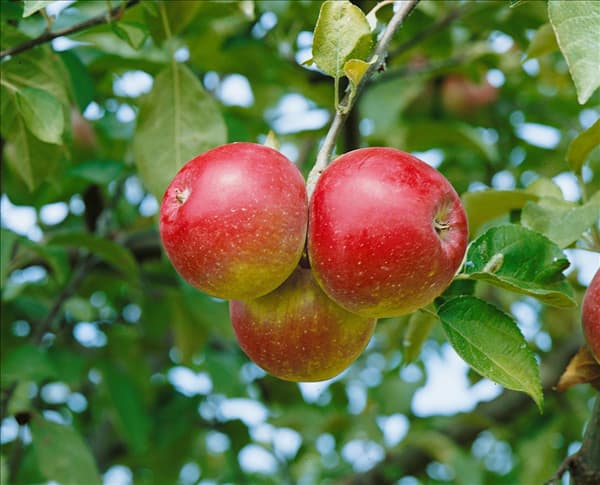 Apfel / Malus domestica Spartan