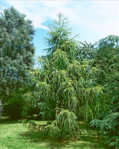 Larix decidua