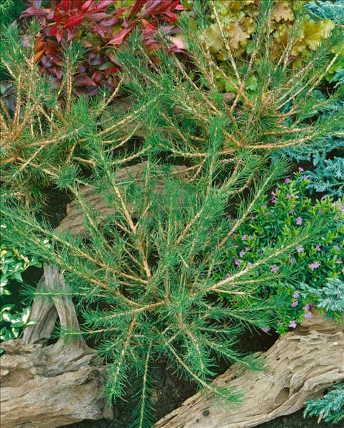 Larix decidua Kornick