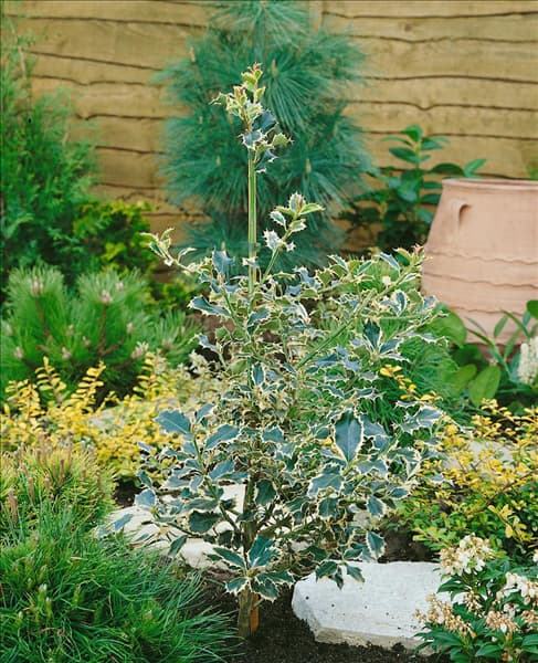 Ilex aquifolium Silver Queen