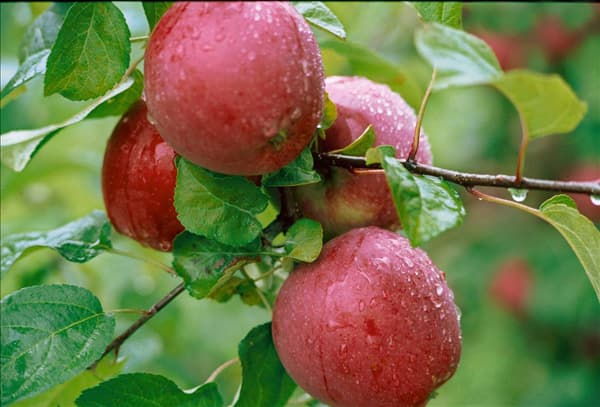 Apfel / Malus domestica Spartan