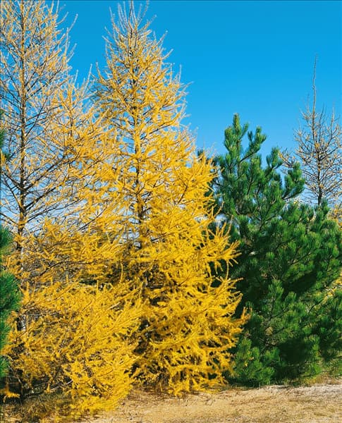 Larix decidua