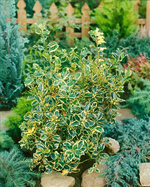 Ilex aquifolium Silver Queen