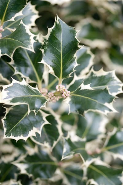 Ilex aquifolium Silver Queen / Detail