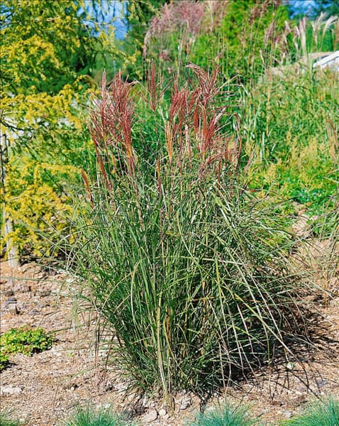 Miscanthus sinensis