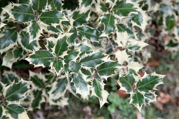 Ilex aquifolium Silver Queen