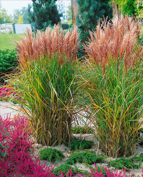 Miscanthus sinensis