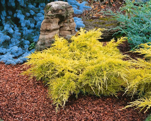 Juniperus chinensis 'Gold Lace'