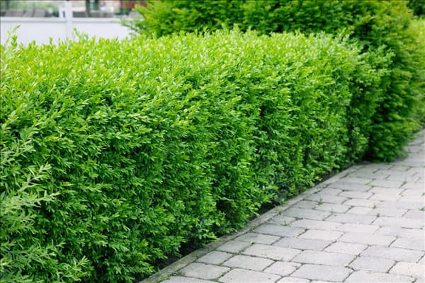 Ligustrum vulgare