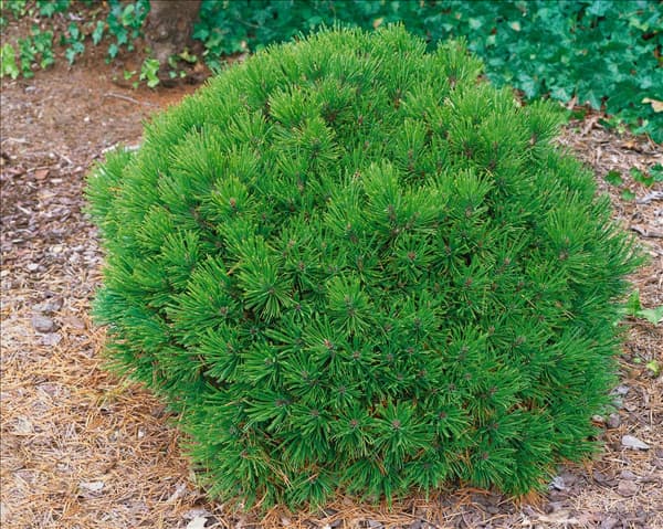 Pinus leucodermis Schmidtii