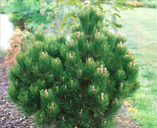 Pinus leucodermis Schmidtii