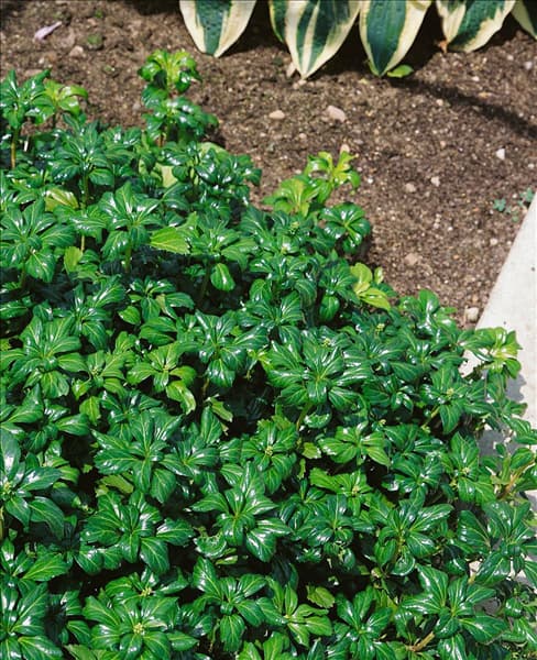 Pachysandra terminalis Green Sheen