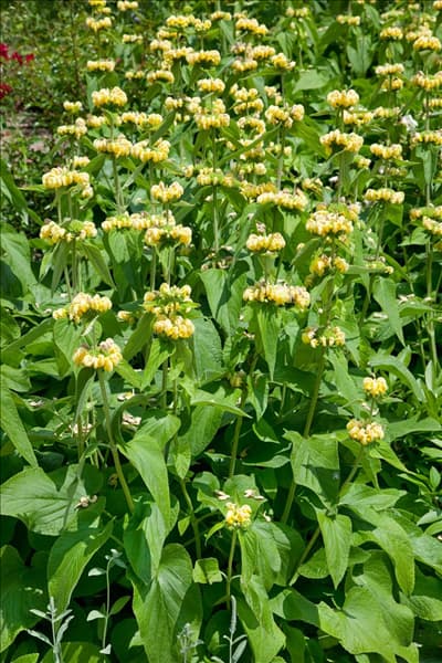 Phlomis russeliana