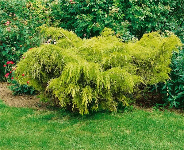 Juniperus chinensis Old Gold